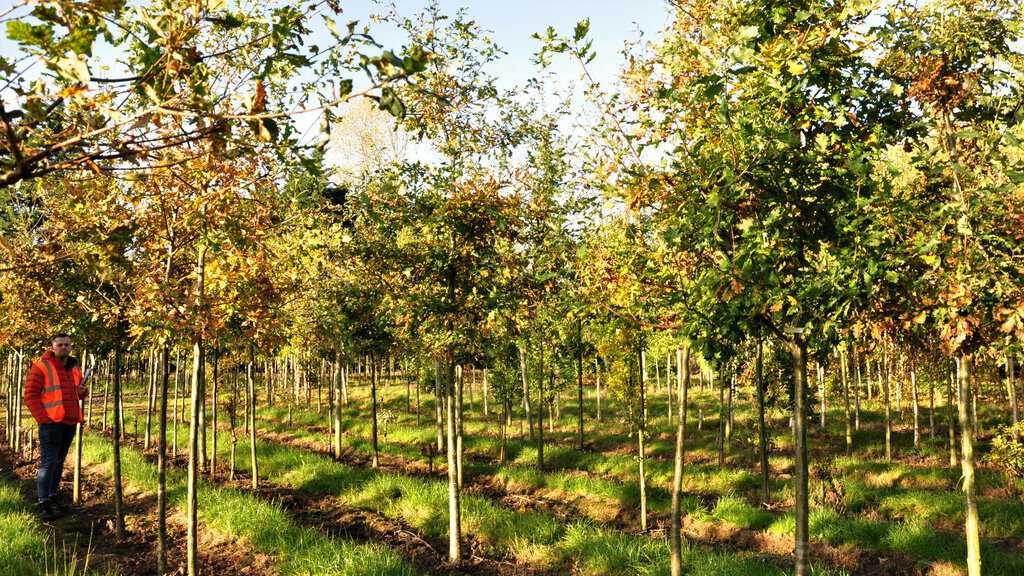 Quercus robur  20-25 SM